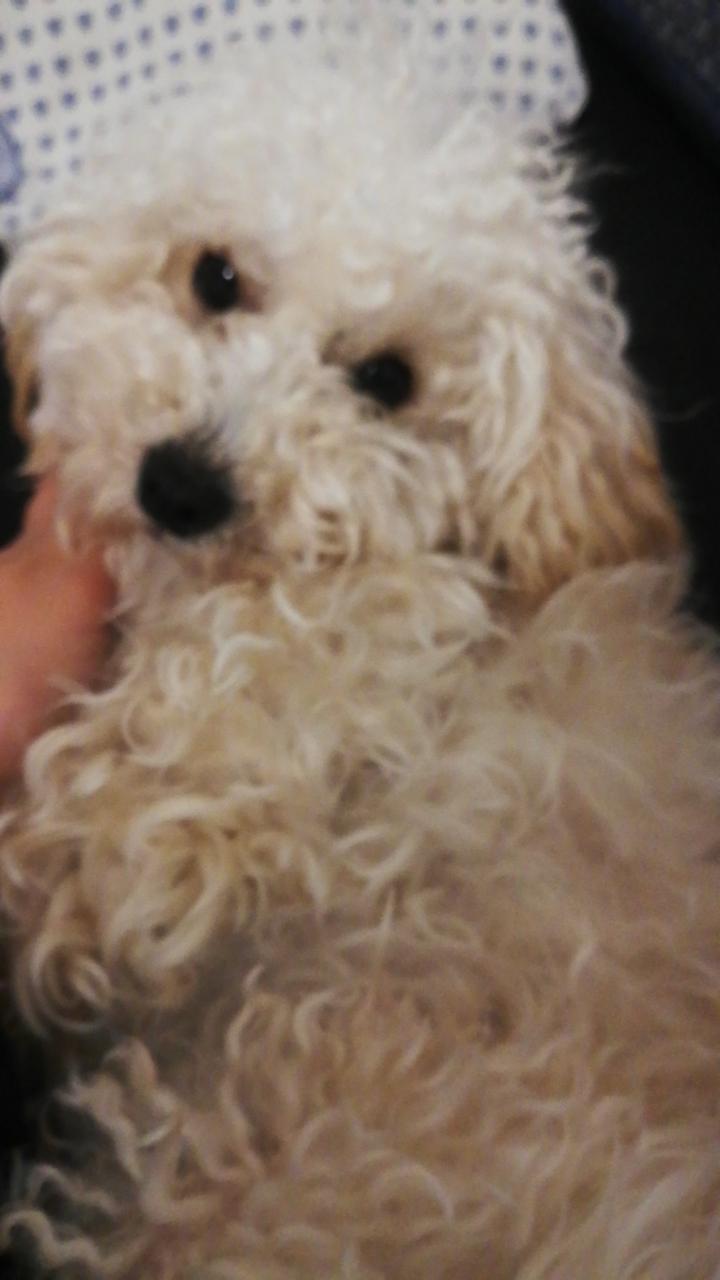 warum beisst mein hund mich immer