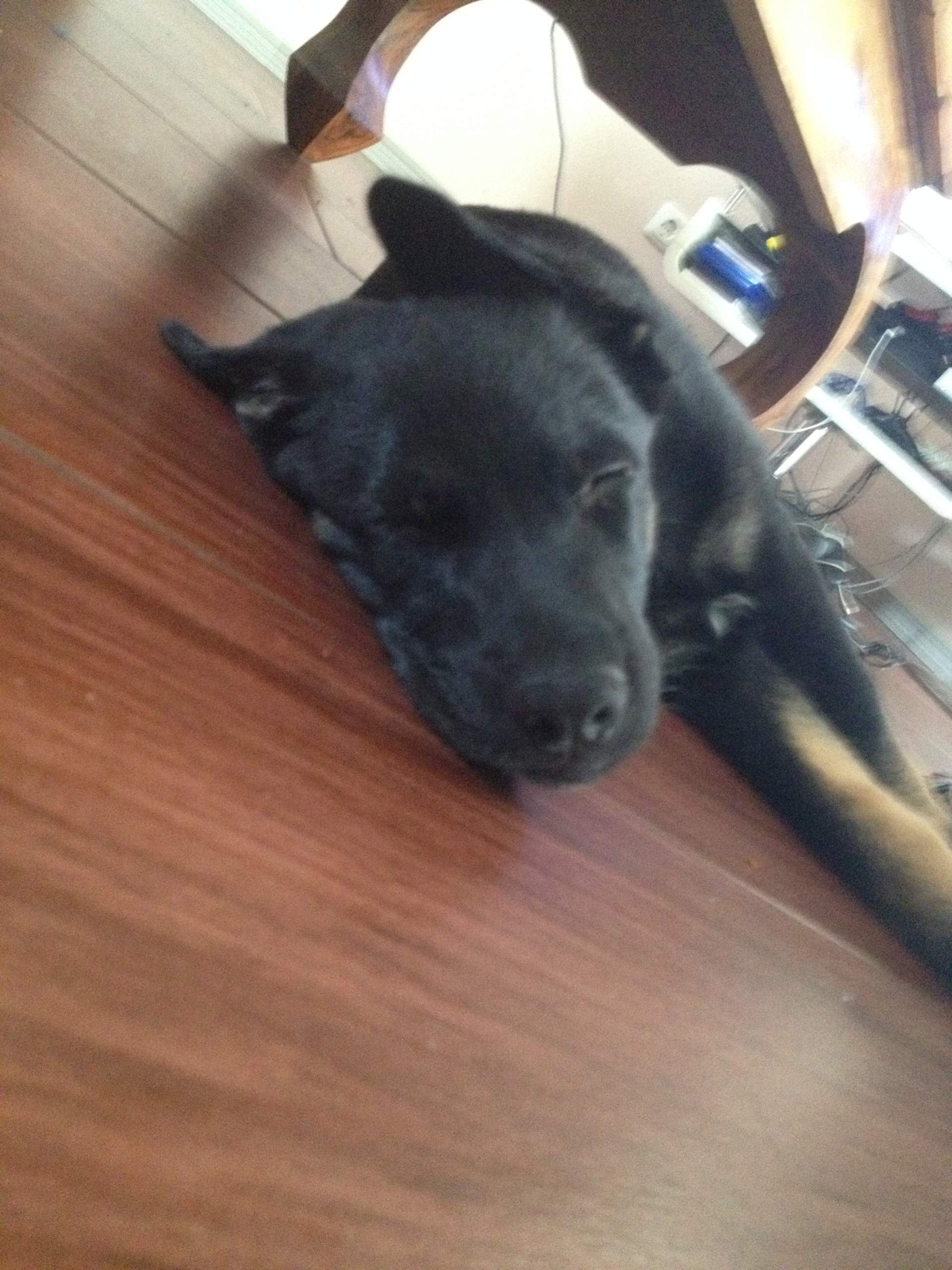 Warum beißt mich Schäferhund Labrador Welpe mich so doll beim spielen