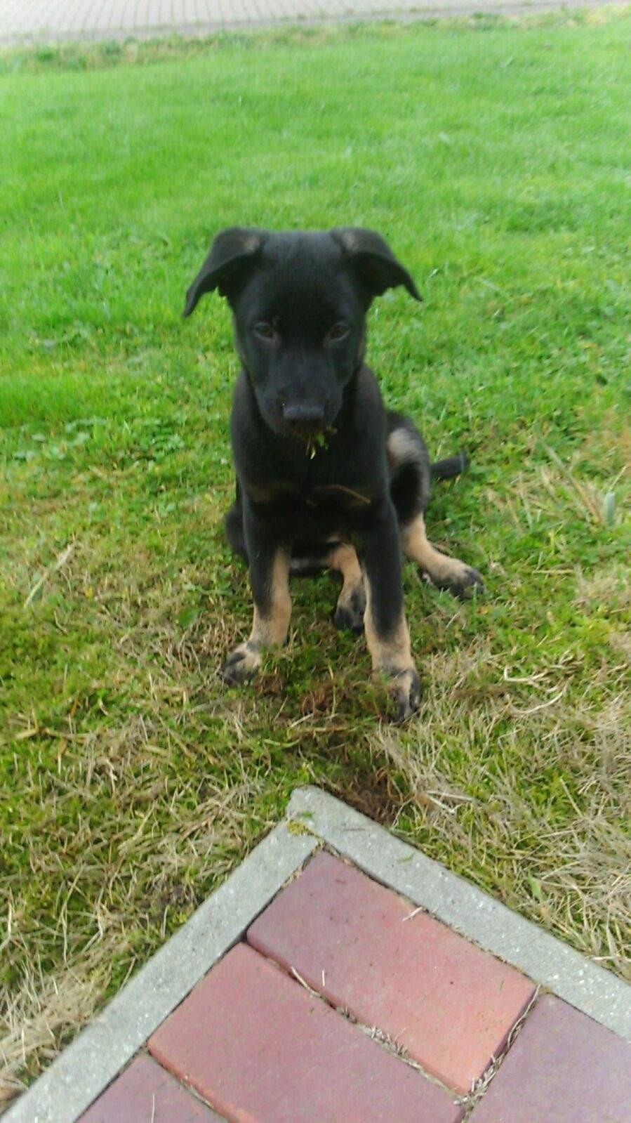 Warum beißt mich Schäferhund Labrador Welpe mich so doll beim spielen