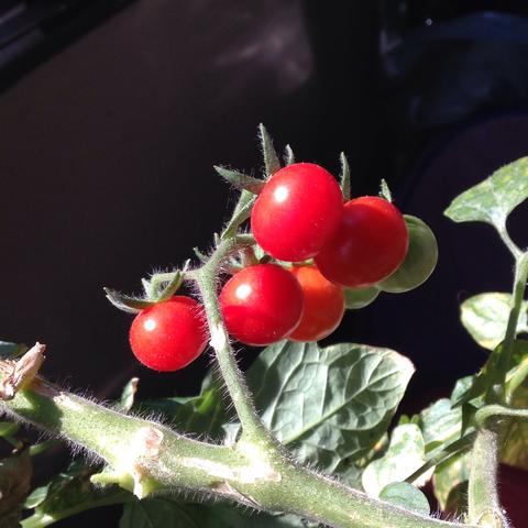 Tomaten gießen