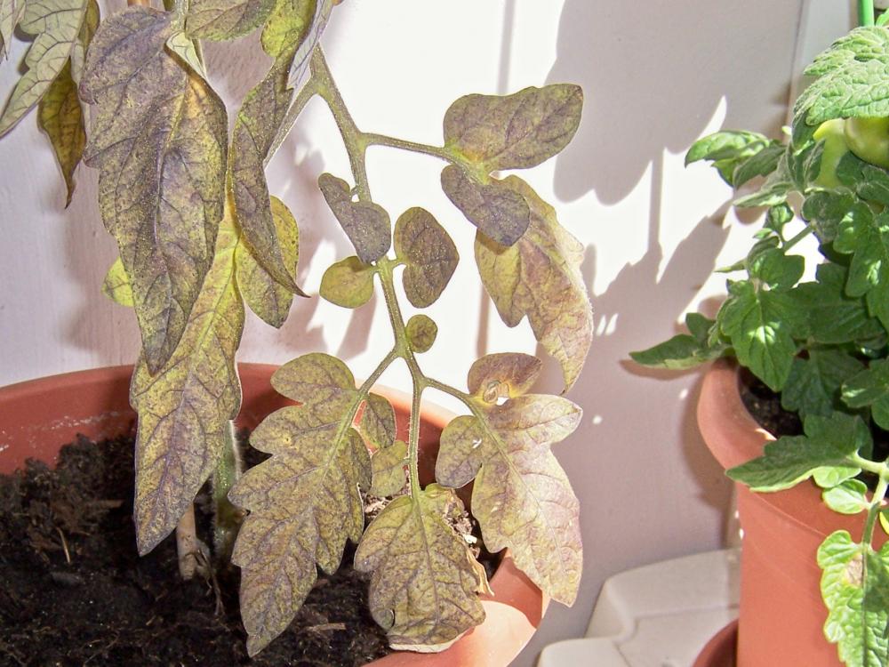 Warum Bekommen Meine Tomaten Gelbe Welke Blätter Mit Lila Warum Bekommen Meine Tomaten Gelbe Welke Blätter Mit Lila