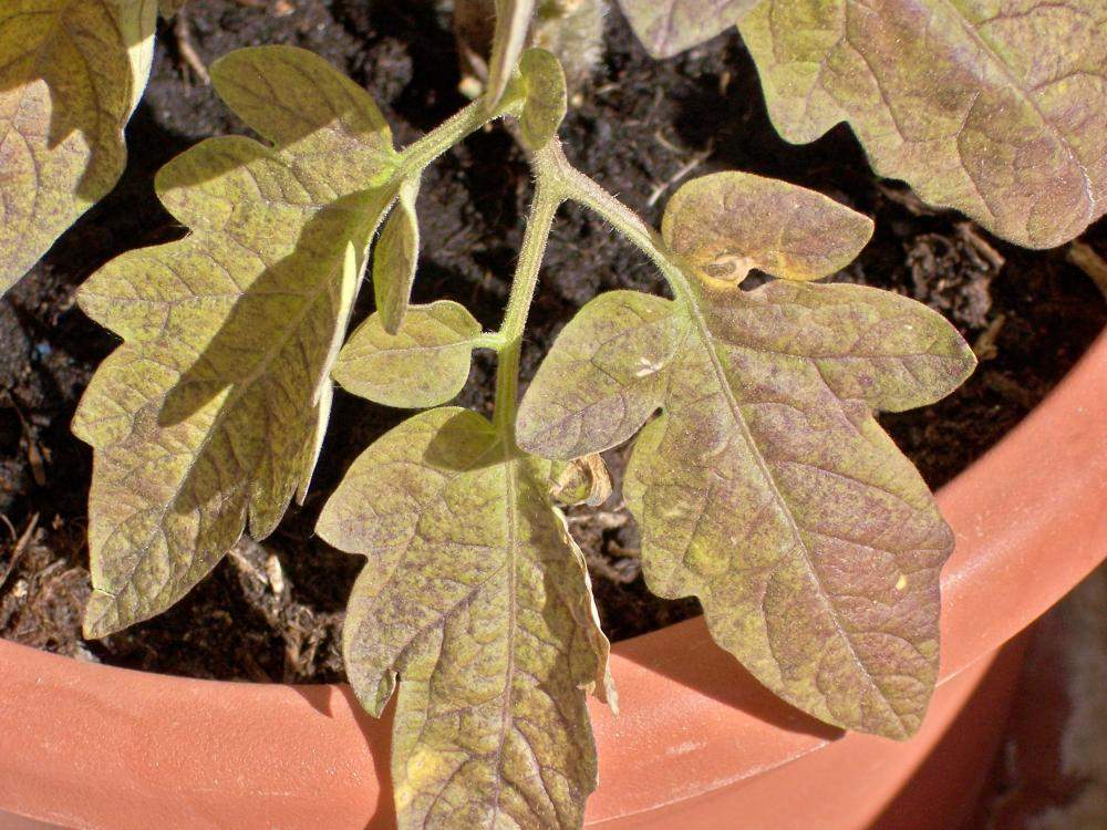 Warum bekommen meine Tomaten gelbe, welke Blätter mit lila Flecke (s