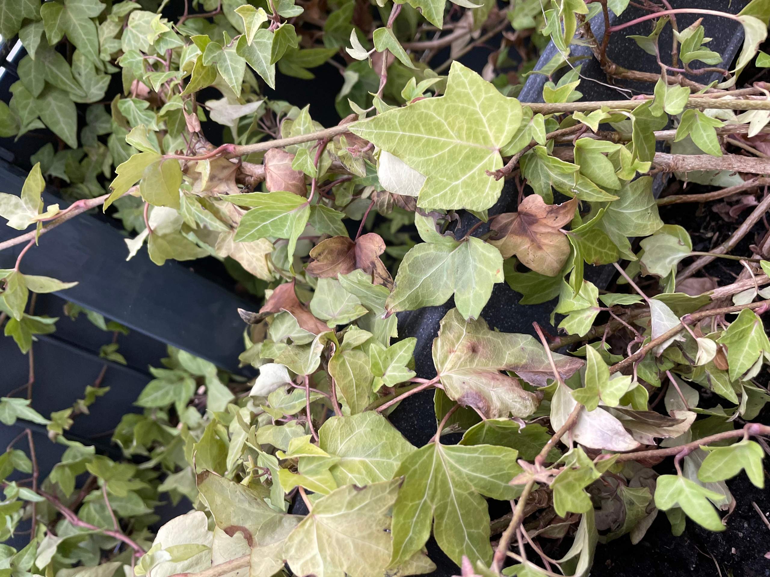 Warum bekommt mein Efeu trockene Blätter? (Pflanzen, Garten, Gartenarbeit)