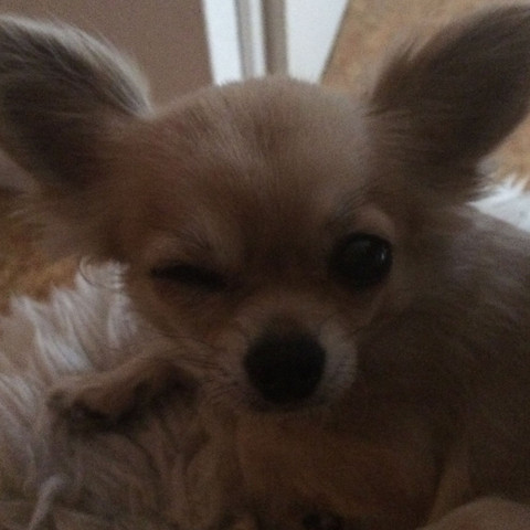 Warum Bekommt Mein Hund Ihr Auge Nicht Mehr Auf Krankheit Augen Warum Bekommt Mein Hund Ihr Auge Nicht Mehr Auf Krankheit Augen