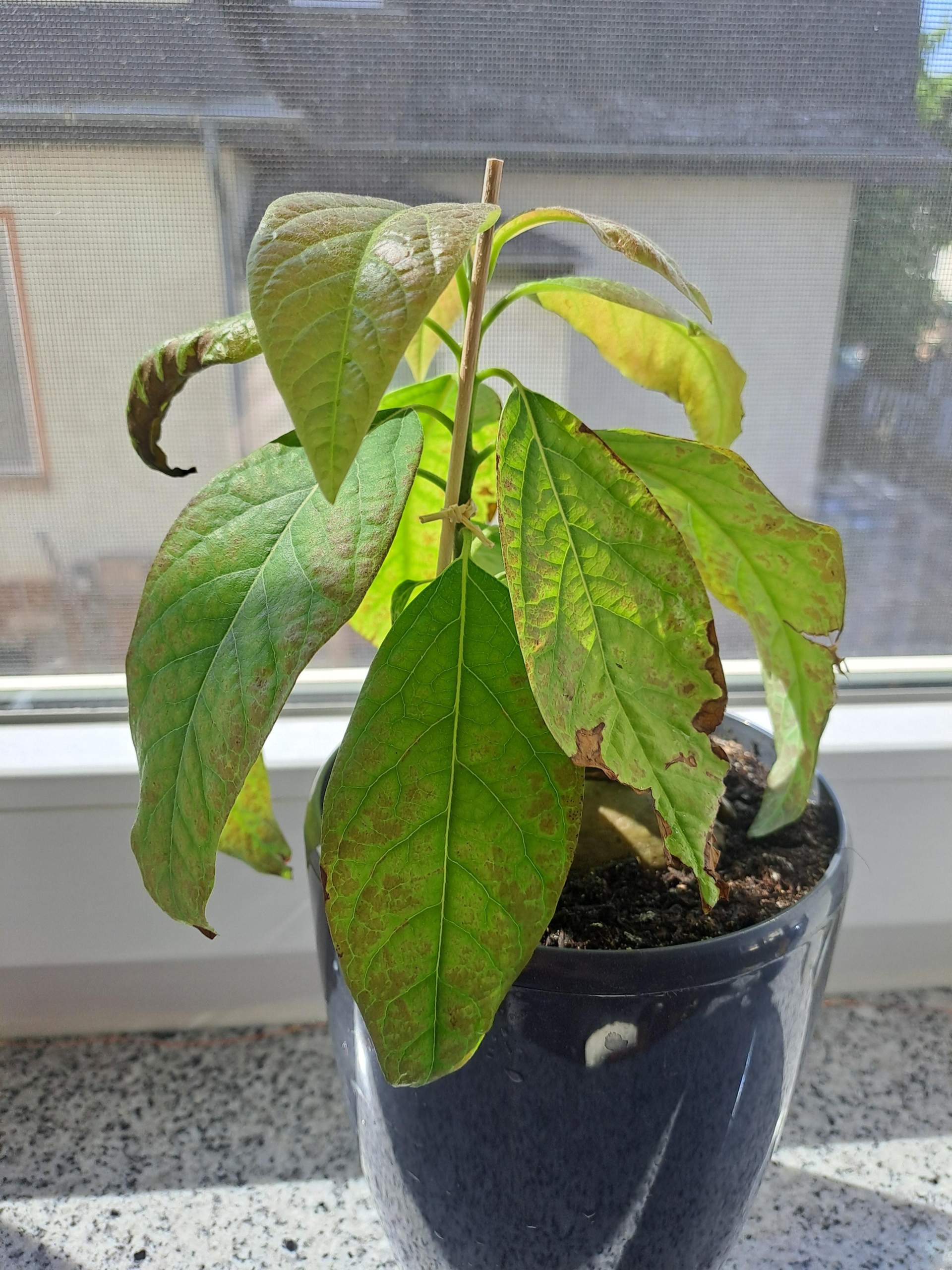 Warum bekommt meine Avocado Pflanze braune Blätter? (Pflanzenpflege