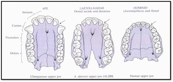 Diastema - (Biologie, Evolution, Zahnmedizin)