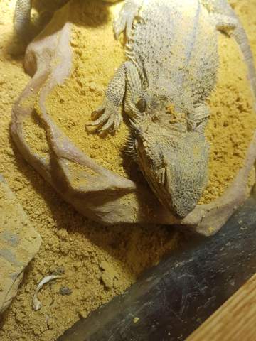 Warum bewegt sich meine Agame nicht? (Reptilien, Bartagame, Terraristik) - 0 Big Warum bewegt sich meine Agame nicht? (Reptilien, Bartagame, Terraristik) - 0 Big