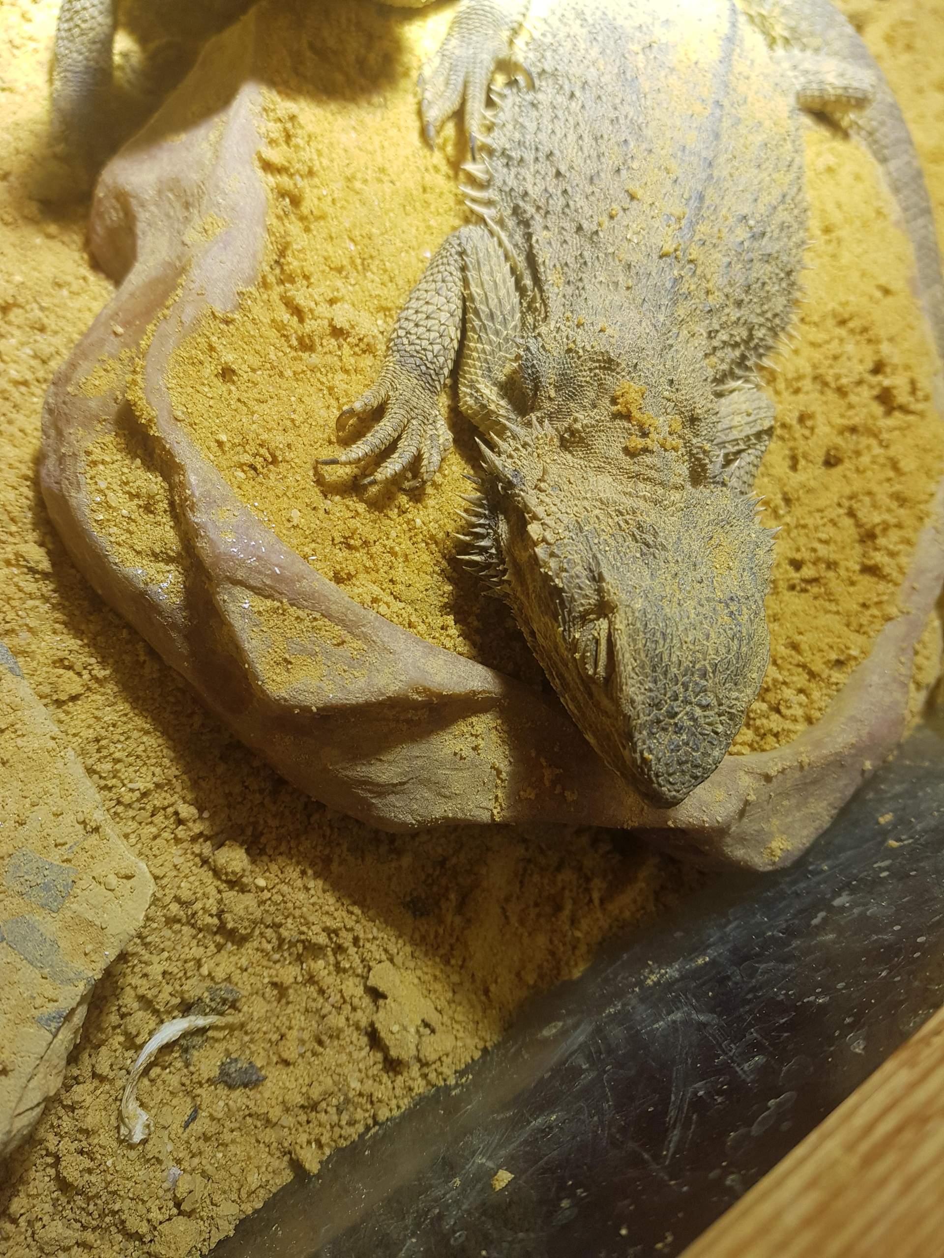 Warum bewegt sich meine Agame nicht? (Reptilien, Bartagame, Terraristik) - 0 Full Warum bewegt sich meine Agame nicht? (Reptilien, Bartagame, Terraristik) - 0 Full