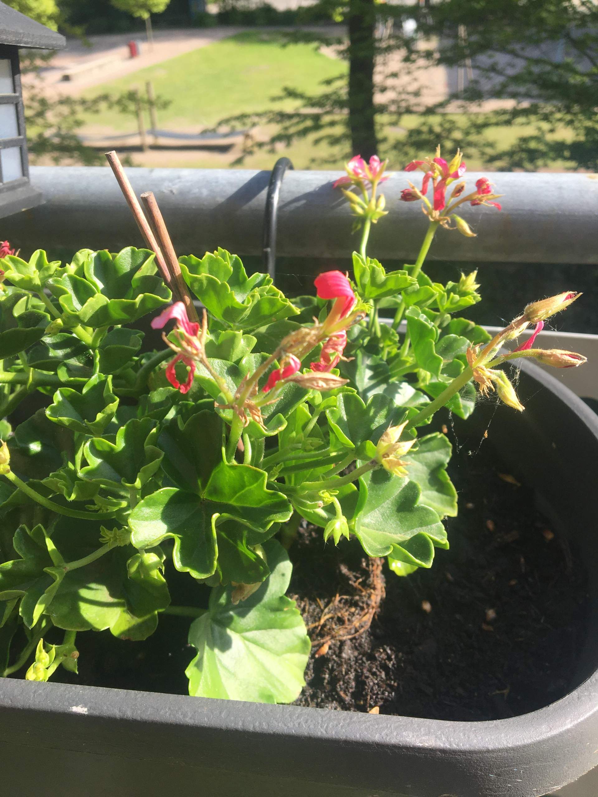 Warum blühen meine Geranien nicht? (Pflanzen, Garten, Blumen)