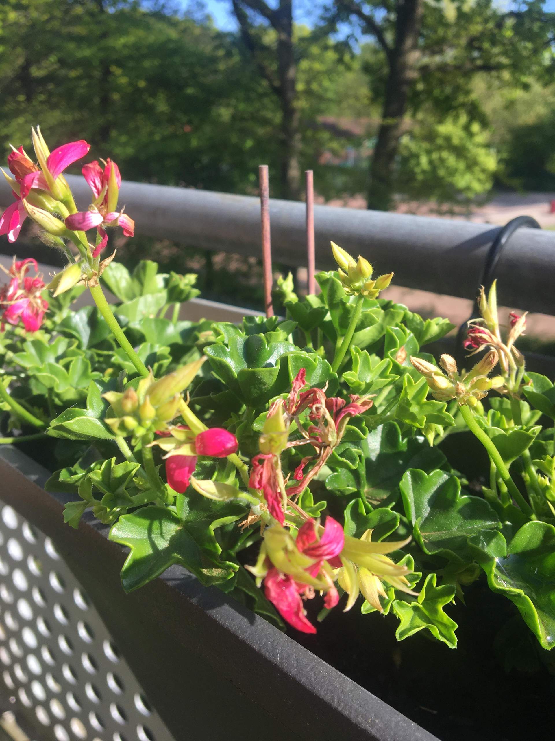 Warum blühen meine Geranien nicht? (Pflanzen, Garten, Blumen)