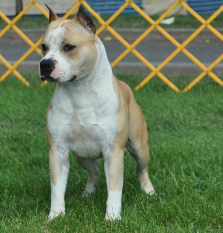 warum denken leute das amstaff und american pitbull terrier die gleiche rasse ist tiere hund erfahrungen