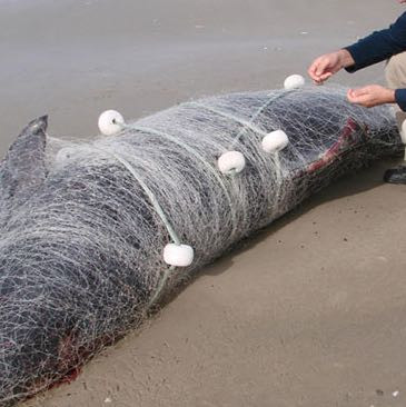 Ein Delfin der in einem Netz hängt und vor seinem Tod ewig gelitten hat :( - (Vegetarismus, Kein Verständnis)