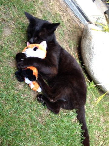 warum drehen katzen manchmal durch spieltrieb durchdrehen