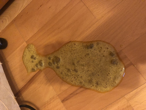 Katze Spuckt Weissen Schaum Katze Erbricht 2020 02 11