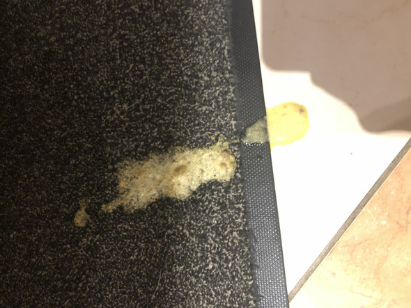 warum erbricht mein hund gelben schaum