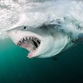 Weißer Hai - (Tiere, Biologie, Fische)