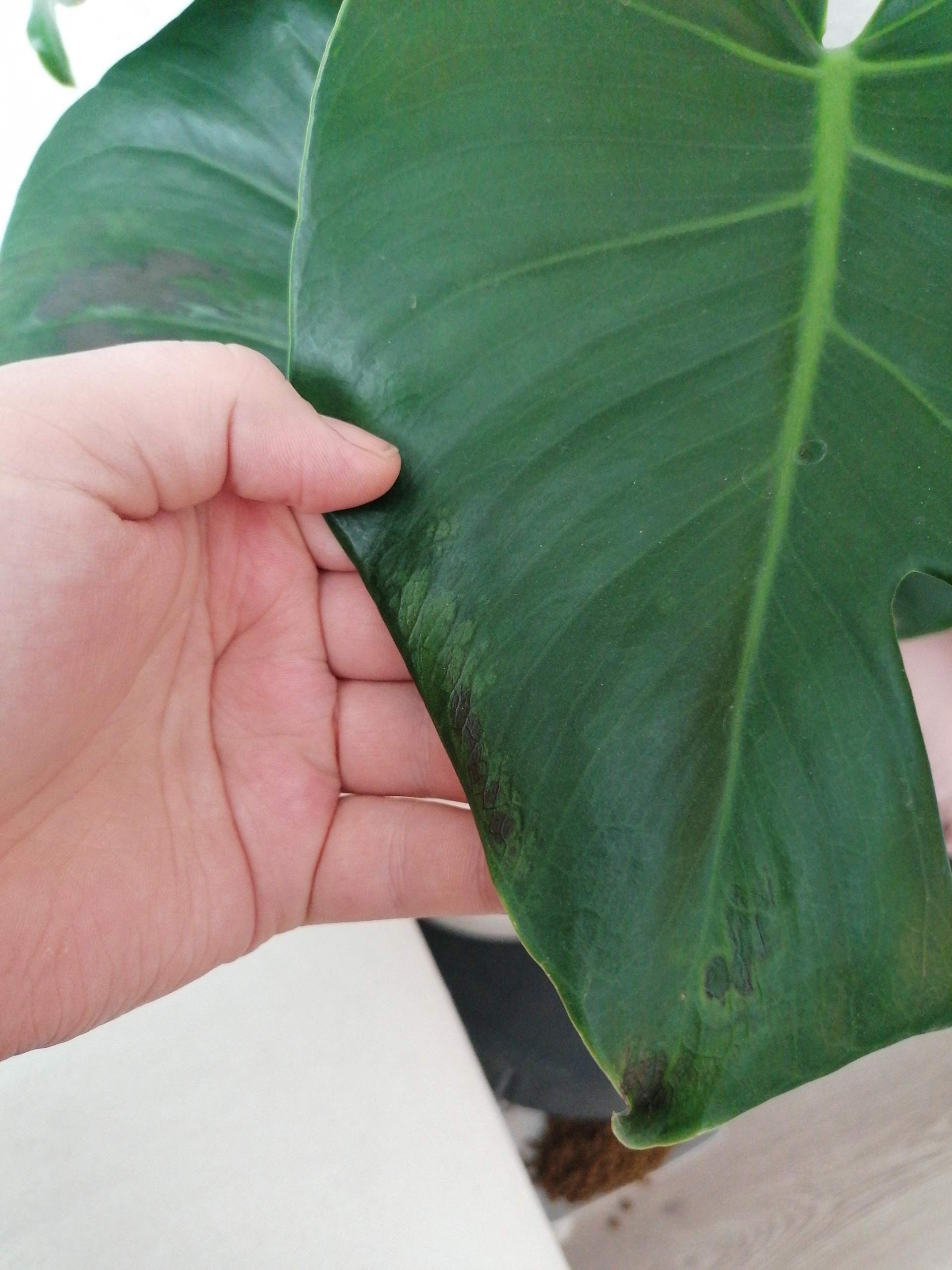 Warum Färben die Blätter meiner Monstera Deliciosa langsam braun? (Pflanzen, Pflanzenpflege)