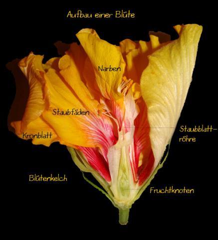 Auch eine Blüte ist faszinierend, wenn man sich all die Funktionen anschaut - (Menschen, Tiere, Biologie)