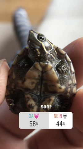 Warum Finden Die Leute Meine Schildkrote Nicht Suss Liebe Tiere
