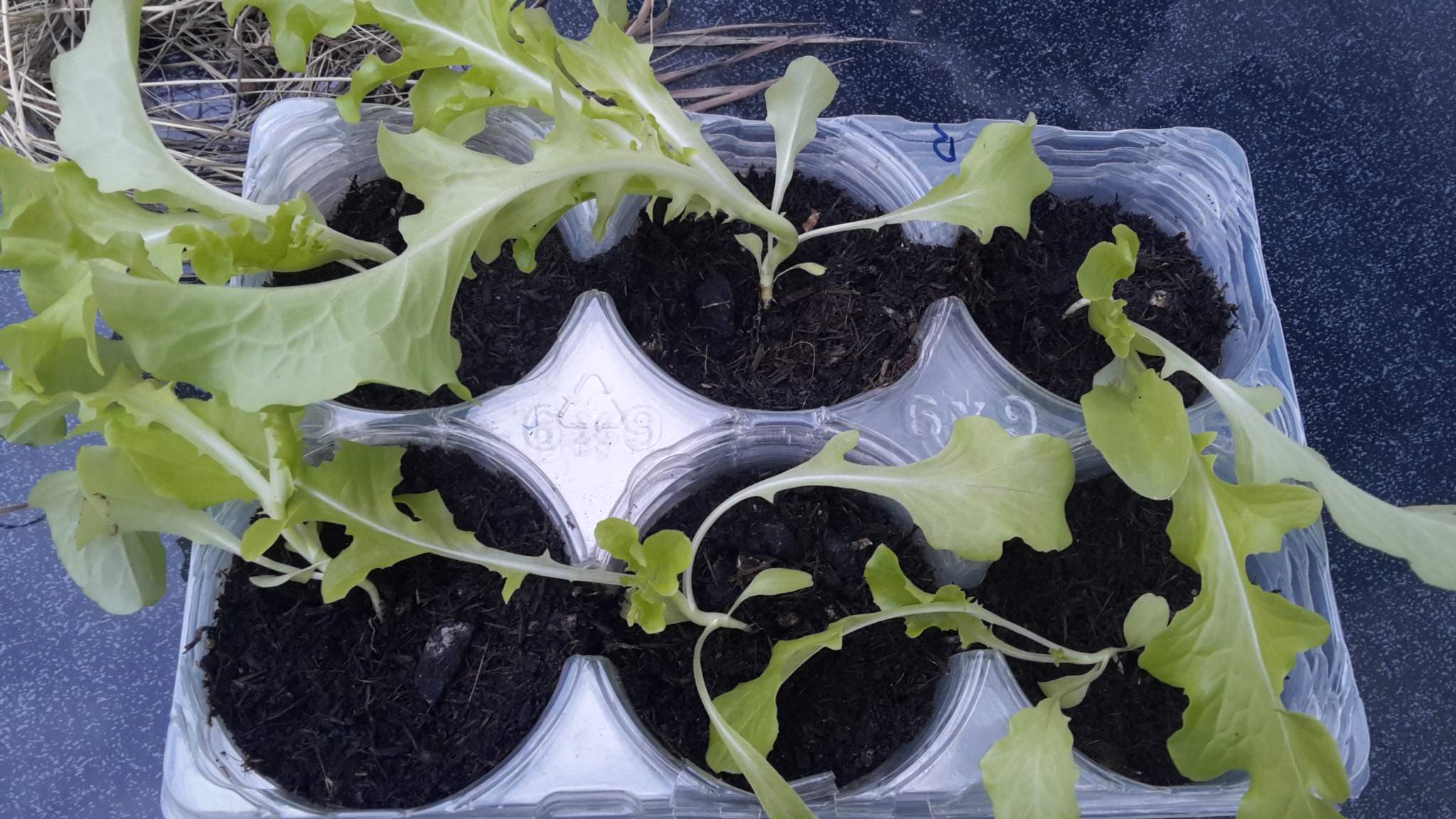 Warum finden die Wurzeln des salats keinen Halt in der Erde und warum verfärbt sich der rucola ...