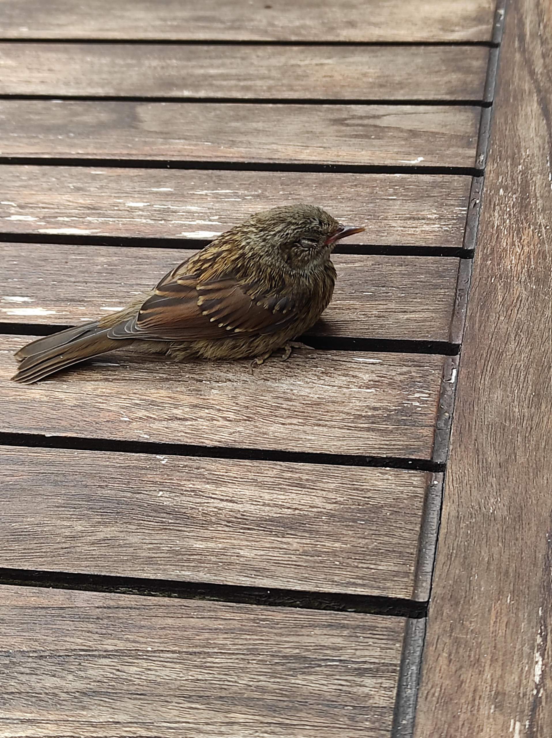 Warum fliegt der Vogel nicht weg? (fliegen, Vögel, Tierschutz)