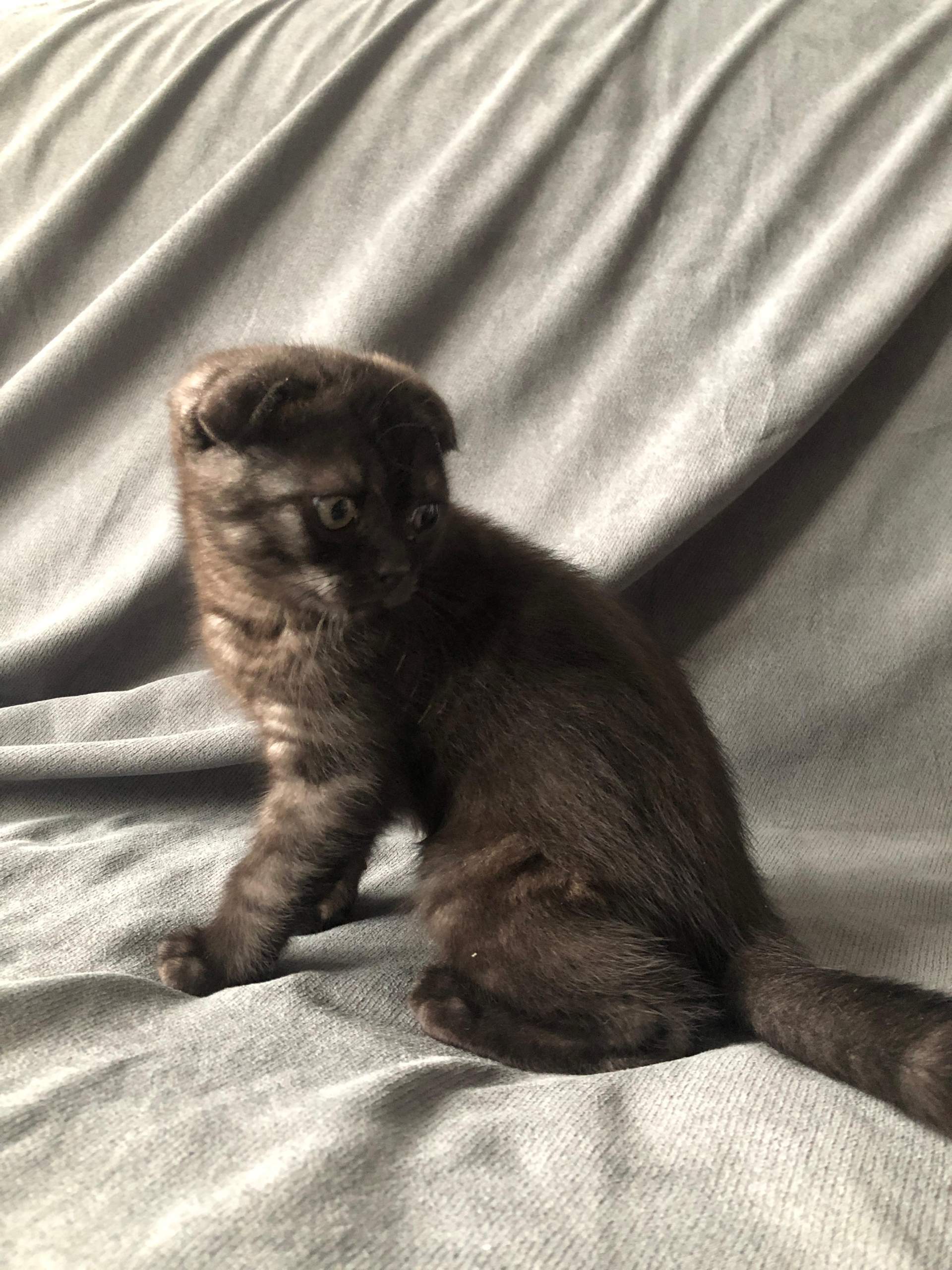 Warum frisst mein Kater nicht so oft und frisst viel.-.:/? (Tiere ... - 0 Full Warum frisst mein Kater nicht so oft und frisst viel.-.:/? (Tiere ... - 0 Full