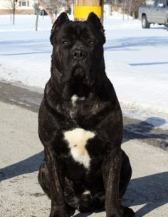 Kampfhund Cane Corso Cane Corso Dog Breed Profile