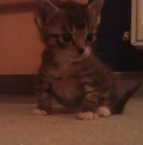 Warum Geht Meine Katze Plotzlich Auf Mich Los Tiere Haustiere