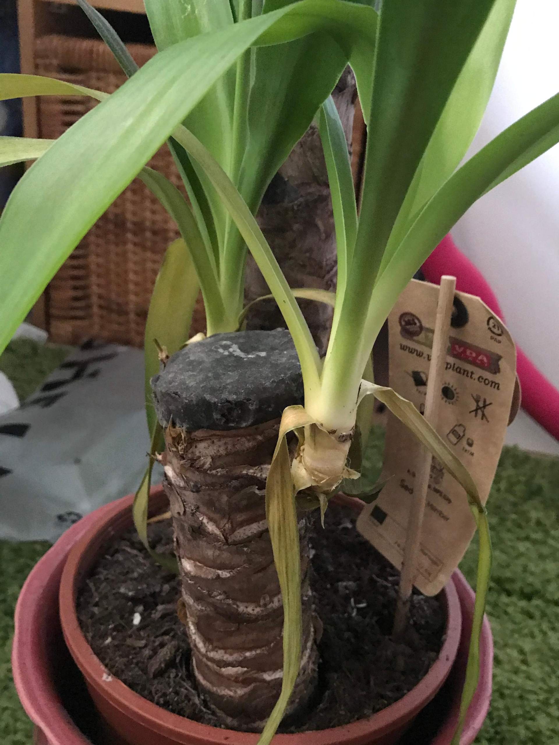 Warum geht meine Yucca Pflanze kaputt? (Pflanzen, Zimmerpflanzen)