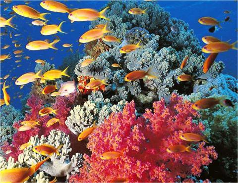 Warum Gibt Es Im Great Barrier Reef So Viele Verschiedene Tiere Biologie Meer Australien