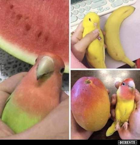 Warum haben die Vögel die gleiche Farbe wie die Früchte?