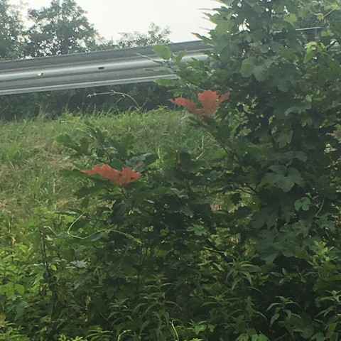 Die Blätter da - (Farbe, Baum, braun)