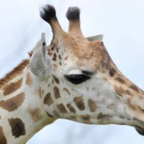 Youtube wird gelöscht Youtube wird gelöscht