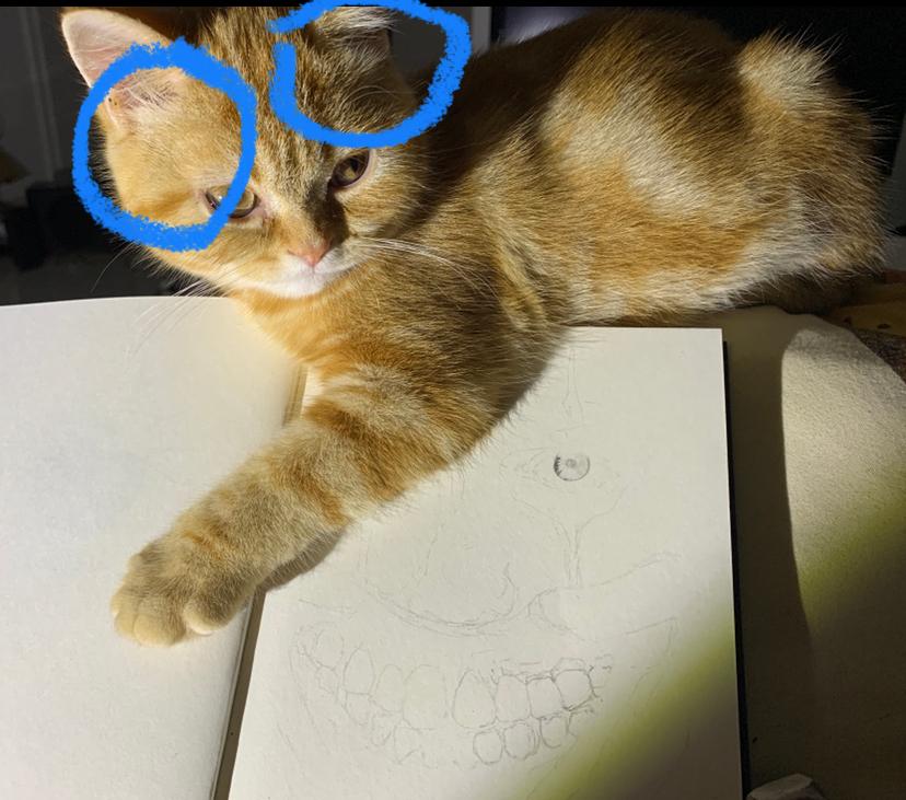 warum haben katzen am kopf manchmal so kahle stellen tierarzt kitten katzenbaby