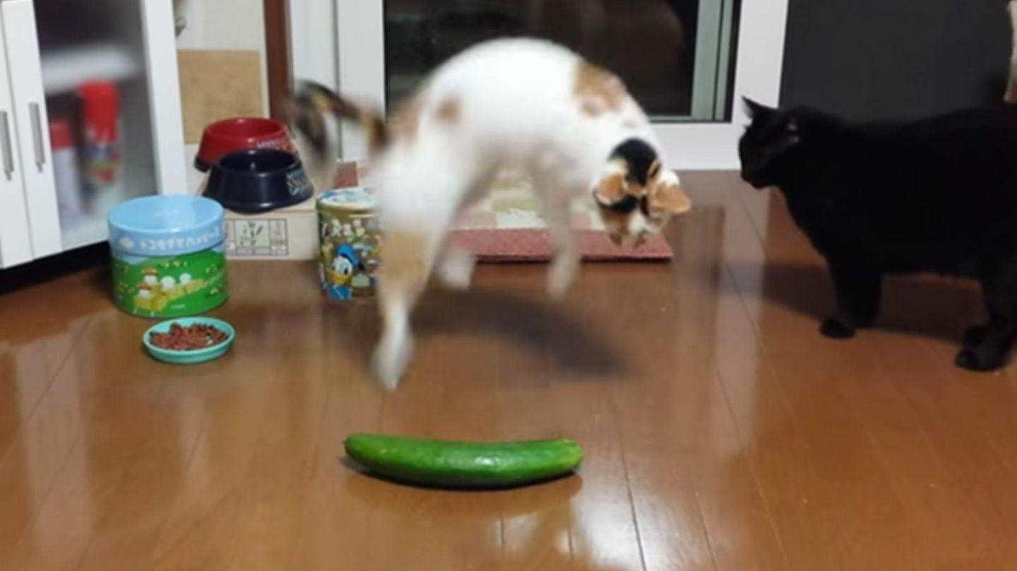 Warum Haben Katzen Angst Vor Gurken Gutefrage