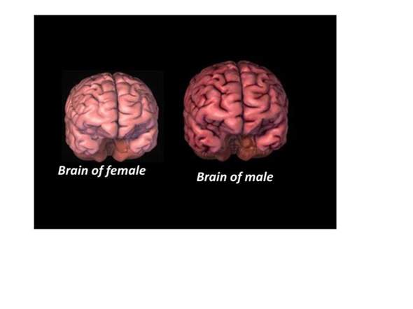 Warum haben Männer ein größeres Gehirn?