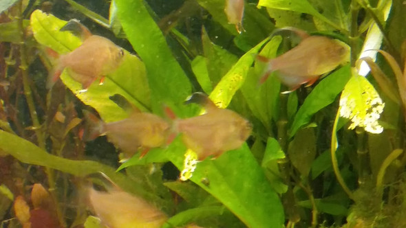Einmal die Fische... - (Fische, Aquarium)
