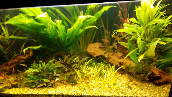 ...und einmal das ganze Aquarium - (Fische, Aquarium)
