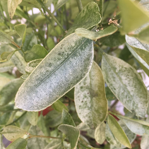 Mandarinenbaum - (Pflanzen, Blätter, grüner Daumen)