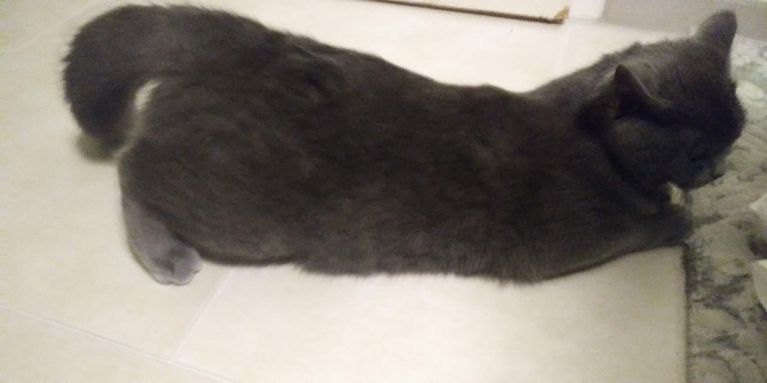 Katze, die ihren Hintern hoch hält Katze, die ihren Hintern hoch hält