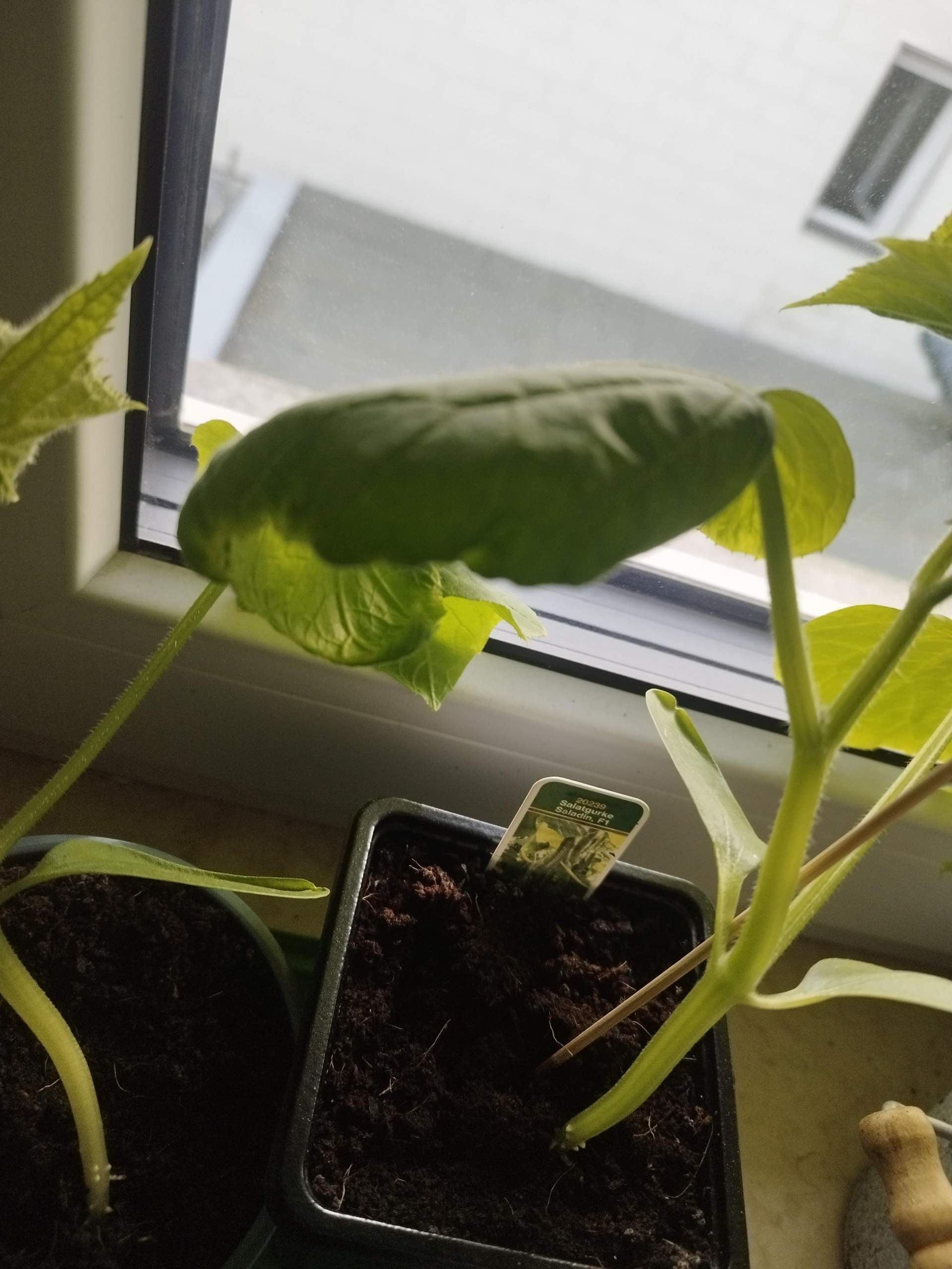 Warum hängen Blätter von Gurkenpflanze? (Wasser, Gemüse, Blumen)