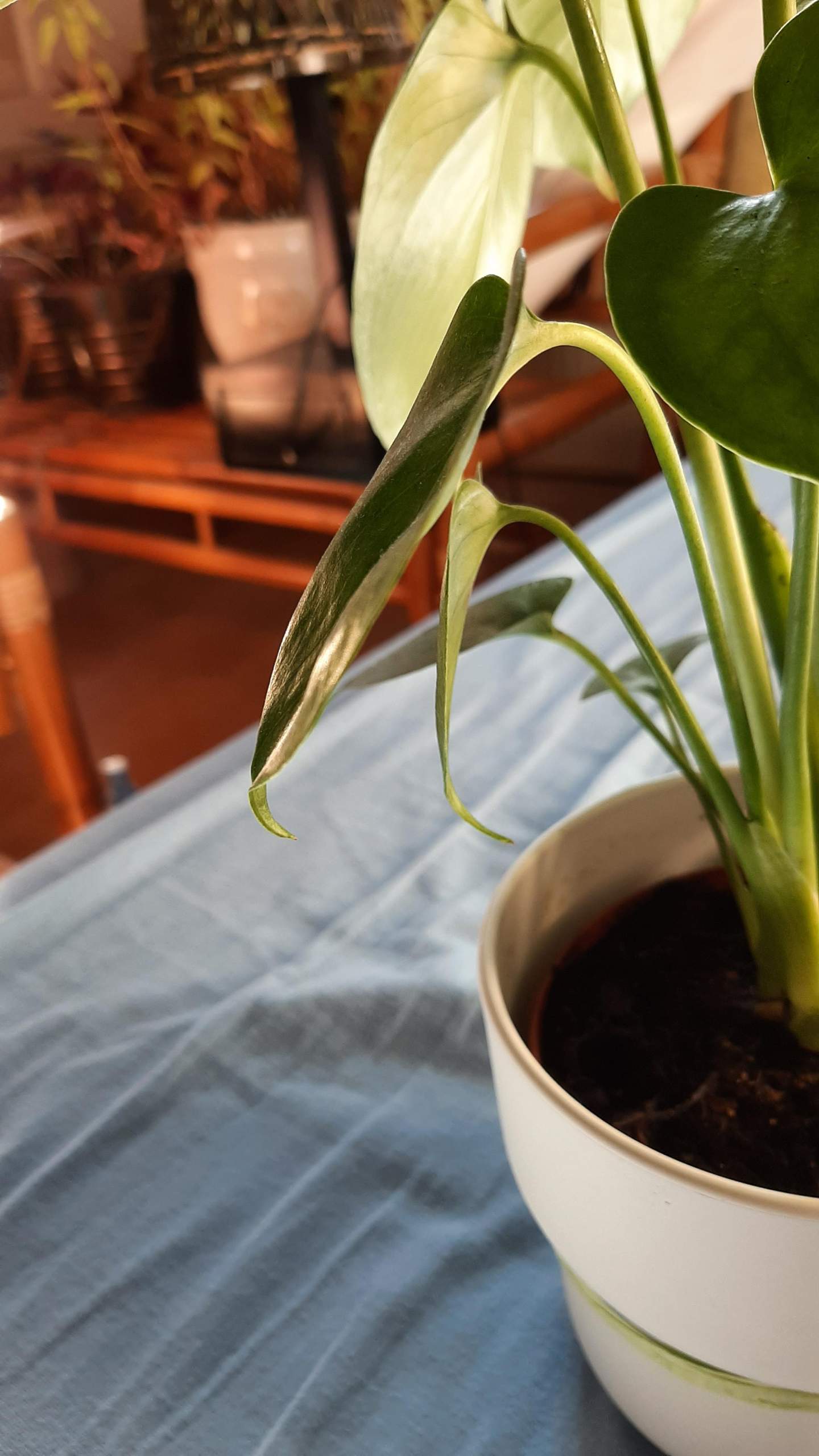 philodendron giganteum marble Philodendron Giganteum Variegated A main image 1