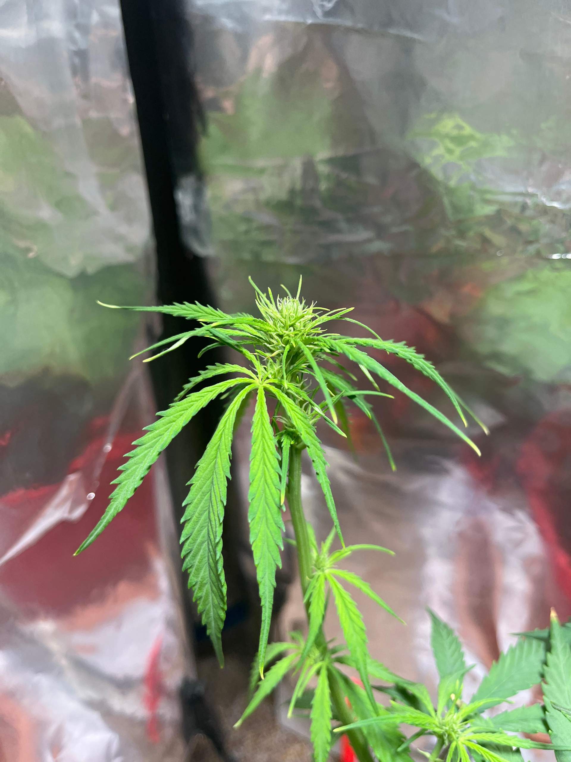 Warum hängen meine Blätter runter? (Cannabis, Cannabisanbau, Grow)