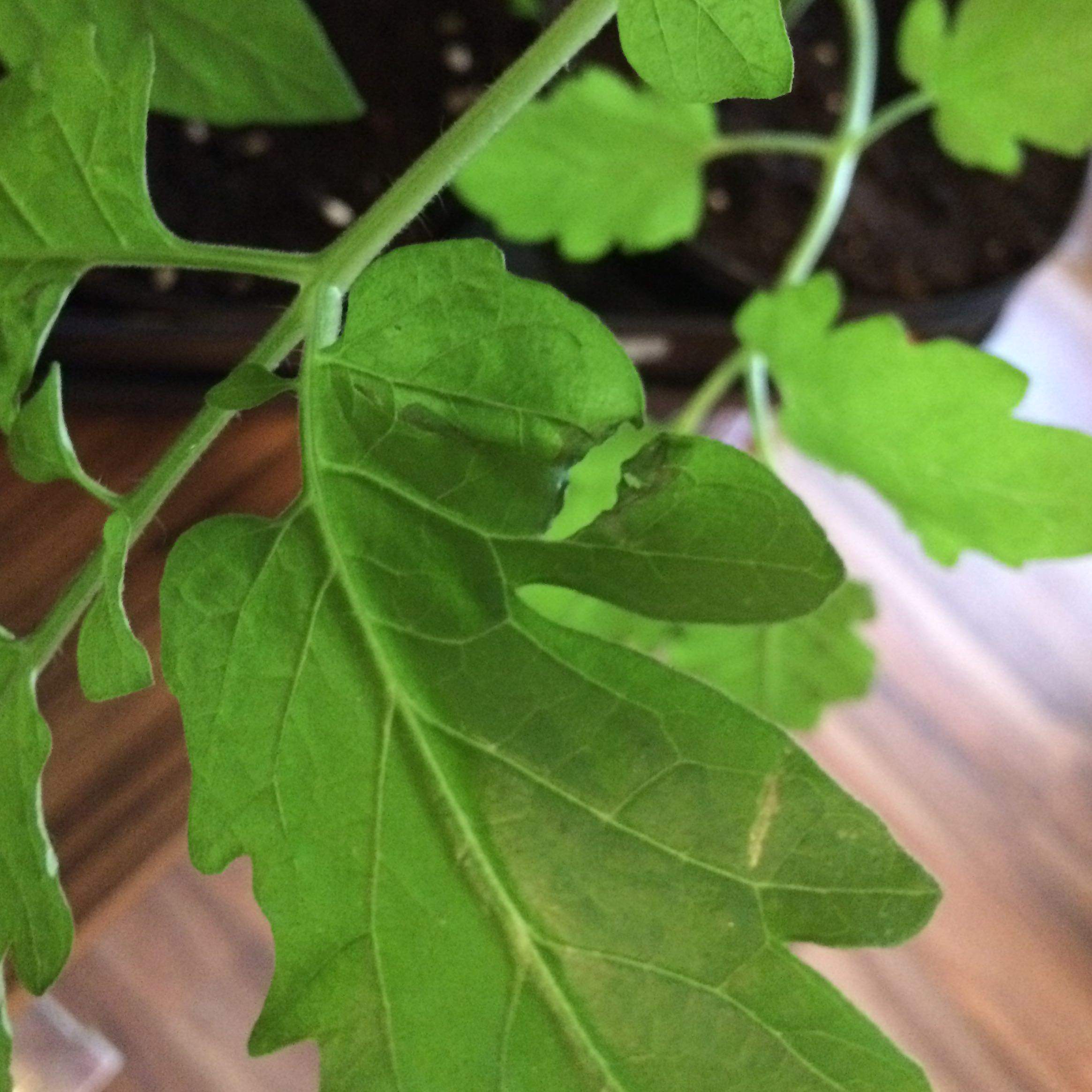 Warum hängen meine Tomaten Blätter? Und was ist das Grau braune auf den
