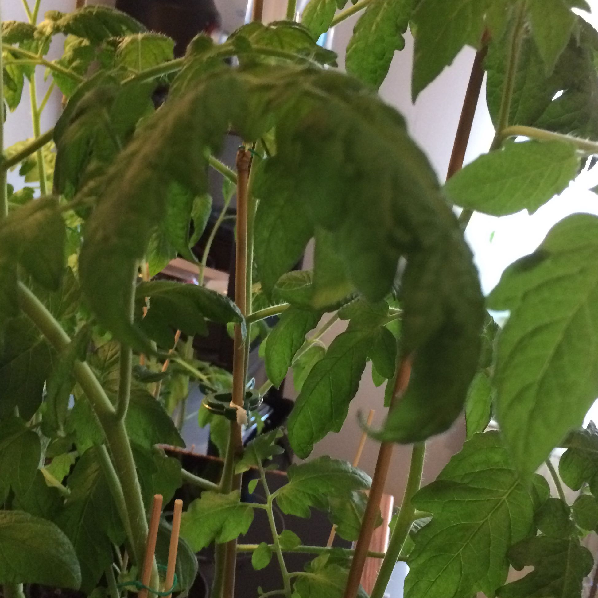 Warum hängen meine Tomaten Blätter? Und was ist das Grau braune auf den