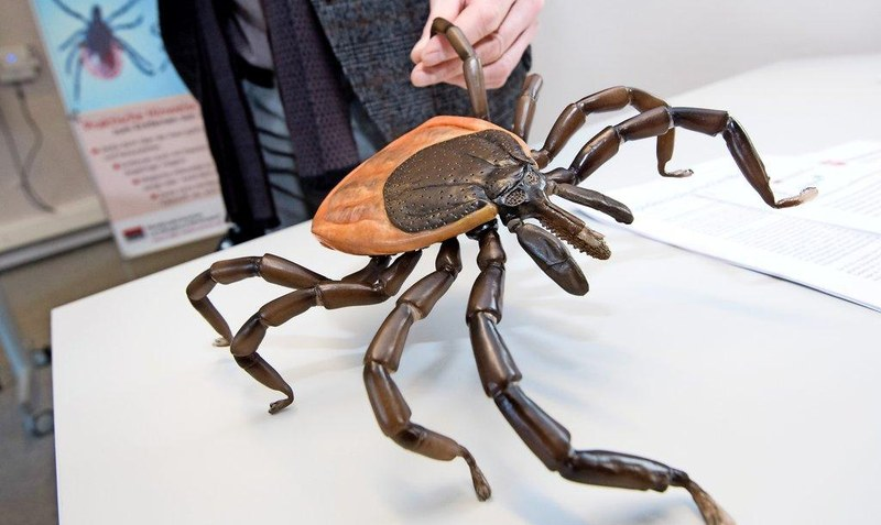 Warum Hat Gott Die Zecken Erschaffen Warum Hat Gott Die Zecken Erschaffen