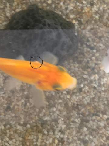 Warum hat mein Goldfisch eine geschwollene Stelle an seinem Körper?