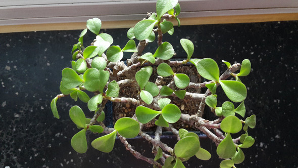 Bonsai - (krank, Pflanzen, Pflanzenpflege)