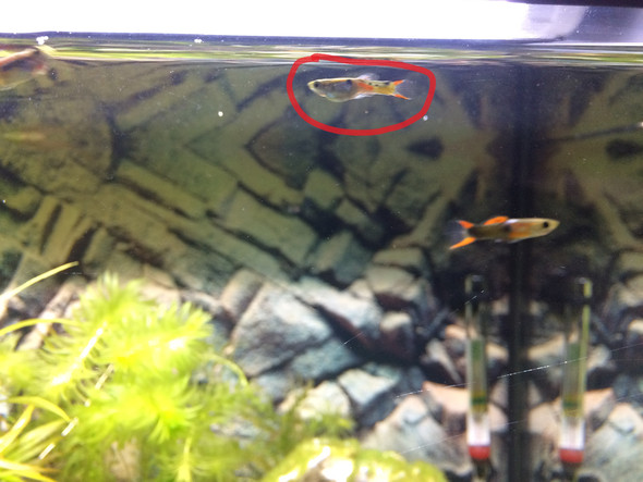 Warum hat mein Fisch einen dicken Bauch? (Aquarium, Fischkrankheiten)