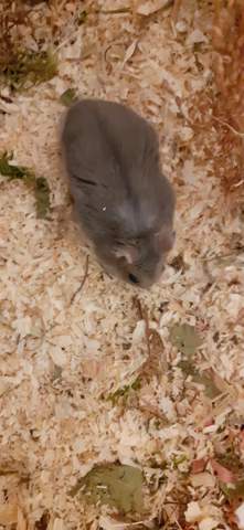 Warum hat mein Hamster plötzlich so komisches Fell?